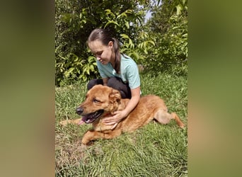 Lieber Golden Retriever Harzer Fuchs ähnl. Jungrüde, ca. 1Jahr, kastriert