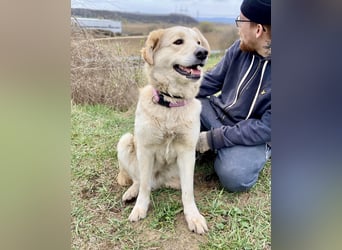 Herzensgute, gepflegte Golden Retriever ähnl. Hündin , 2J., kastriert