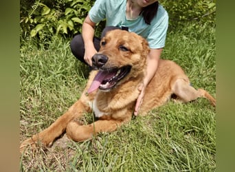 Lieber Golden Retriever Harzer Fuchs ähnl. Jungrüde, ca. 1Jahr, kastriert