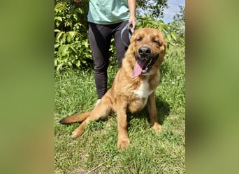 Lieber Golden Retriever Harzer Fuchs ähnl. Jungrüde, ca. 1Jahr, kastriert