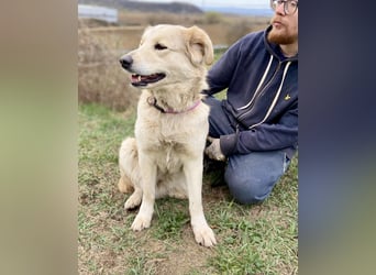 Herzensgute, gepflegte Golden Retriever ähnl. Hündin , 2J., kastriert