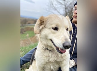 Herzensgute, gepflegte Golden Retriever ähnl. Hündin , 2J., kastriert