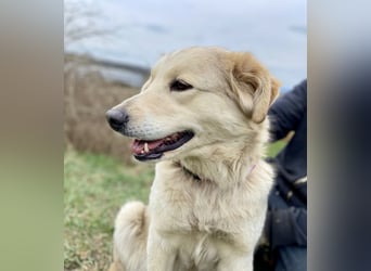 Herzensgute, gepflegte Golden Retriever ähnl. Hündin , 2J., kastriert