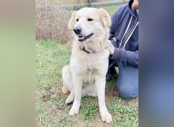 Herzensgute, gepflegte Golden Retriever ähnl. Hündin , 2J., kastriert