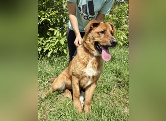 Lieber Golden Retriever Harzer Fuchs ähnl. Jungrüde, ca. 1Jahr, kastriert