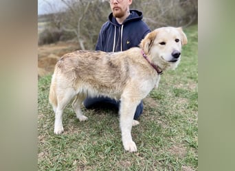Herzensgute, gepflegte Golden Retriever ähnl. Hündin , 2J., kastriert