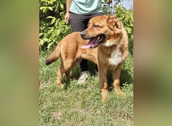 Lieber Golden Retriever Harzer Fuchs ähnl. Jungrüde, ca. 1Jahr, kastriert