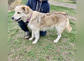 Herzensgute, gepflegte Golden Retriever ähnl. Hündin , 2J., kastriert
