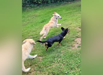 LANA – Ein Sonnenschein auf vier Pfoten sucht ihre Familie fürs Leben. (Retriever-Mix auf PS in D)