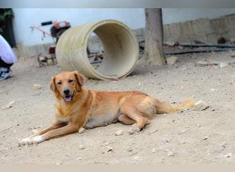 Tala – Die liebevolle, junge Golden-Retriever-Mix-Hündin sucht ihr Für-immer-Zuhause