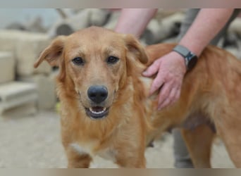 Tala – Die liebevolle, junge Golden-Retriever-Mix-Hündin sucht ihr Für-immer-Zuhause