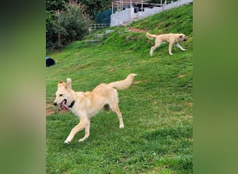 LANA – Ein Sonnenschein auf vier Pfoten sucht ihre Familie fürs Leben. (Retriever-Mix auf PS in D)