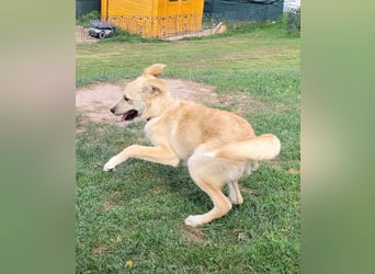 LANA – Ein Sonnenschein auf vier Pfoten sucht ihre Familie fürs Leben. (Retriever-Mix auf PS in D)