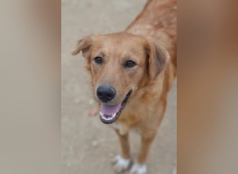 Tala – Die liebevolle, junge Golden-Retriever-Mix-Hündin sucht ihr Für-immer-Zuhause