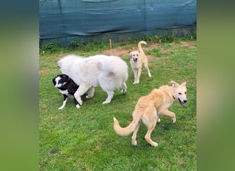 LANA – Ein Sonnenschein auf vier Pfoten sucht ihre Familie fürs Leben. (Retriever-Mix auf PS in D)