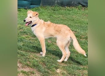 LANA – Ein Sonnenschein auf vier Pfoten sucht ihre Familie fürs Leben. (Retriever-Mix auf PS in D)