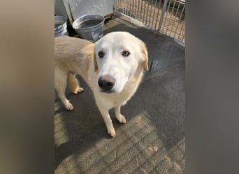 Nala: eine echte Schönheit