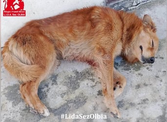 Rufus: Rettung in letzter Sekunde