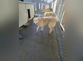 Nala: eine echte Schönheit