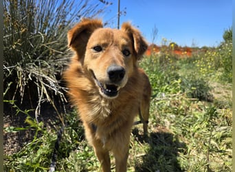 Rufus: Rettung in letzter Sekunde