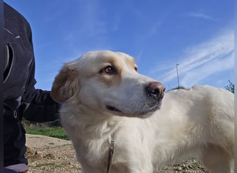 Naya: eine Familienhündin sucht Anschluss