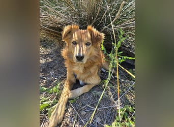 Rufus: Rettung in letzter Sekunde