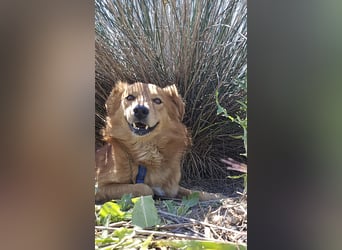 Rufus: Rettung in letzter Sekunde