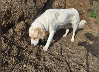Naya: eine Familienhündin sucht Anschluss