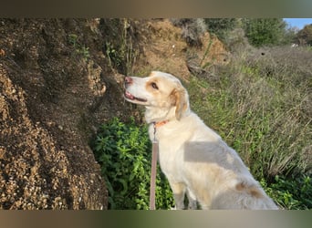 Naya: eine Familienhündin sucht Anschluss