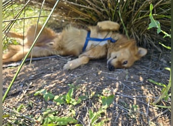 Rufus: Rettung in letzter Sekunde