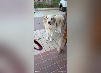 Wunderschöne Retriever Mix Hündin Lydia