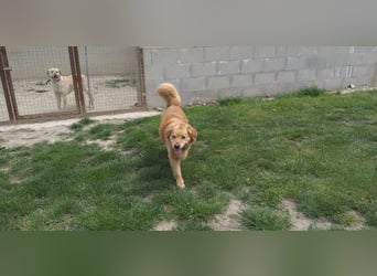 TARUN - der hübsche Dickkopf sucht eine Familie, die es versteht ihn zu führen und zu leiten!