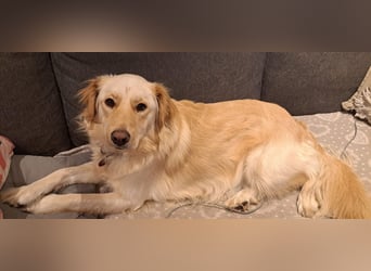 ELLA - die hübsche Maus sucht ein liebevolles neues Zuhause.