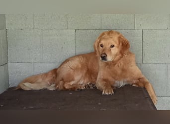 TARUN - der hübsche Dickkopf sucht eine Familie, die es versteht ihn zu führen und zu leiten!