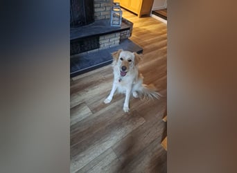 ELLA - die hübsche Maus sucht ein liebevolles neues Zuhause.