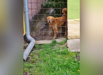 TARUN - der hübsche Dickkopf sucht eine Familie, die es versteht ihn zu führen und zu leiten!