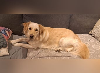 ELLA - die hübsche Maus sucht ein liebevolles neues Zuhause.