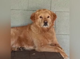 TARUN - der hübsche Dickkopf sucht eine Familie, die es versteht ihn zu führen und zu leiten!