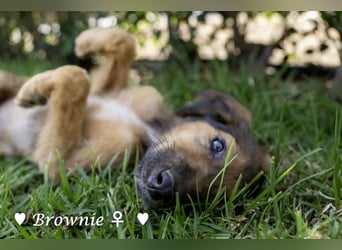Baja,  Bambi, Scorpio und   Brownie suchen ab August ein Zuhause