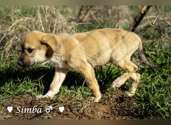 Simba und Sophie suchen ein Zuhause