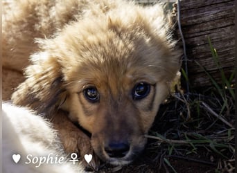 Simba und Sophie suchen ein Zuhause