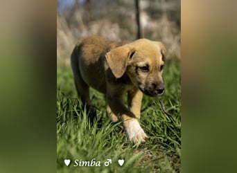 Simba und Sophie suchen ein Zuhause