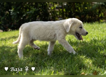 Baja, Badu, Bambi, Scorpio und   Brownie suchen ab August ein Zuhause
