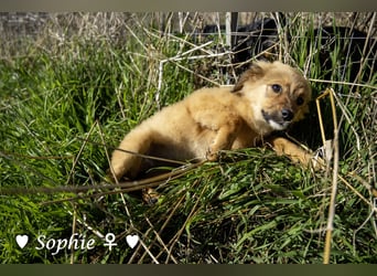 Simba und Sophie suchen ein Zuhause