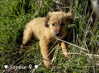 Simba und Sophie suchen ein Zuhause