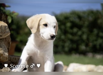 Baja, Badu, Bambi, Scorpio und   Brownie suchen ab August ein Zuhause
