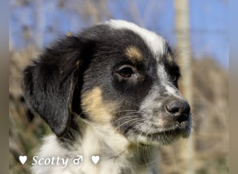 Scotty und seine Geschwister suchen ein Zuhause