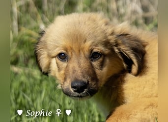 Simba und Sophie suchen ein Zuhause