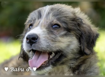 Baja, Badu, Bambi, Scorpio und   Brownie suchen ab August ein Zuhause