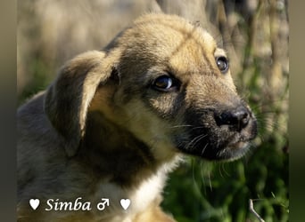 Simba und Sophie suchen ein Zuhause